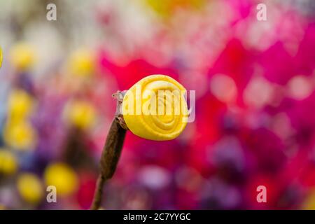 Bunte Papierblumen von Surajkund Handwerksmesse Stockfoto