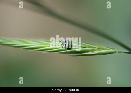 Kleiner grüner Käfer, nezara viridula Mitte instar Nymphe, auf einem Blatt gehend, in Palencia, Spanien Stockfoto