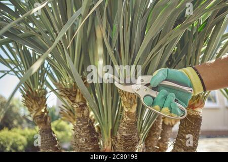 Hand der nicht erkennbaren Person in bunten Handschuh ist Trimmen grüne Yucca oder kleine Palme mit Beschneidung Scheren auf sonnigen Hof. Nahaufnahme Stockfoto