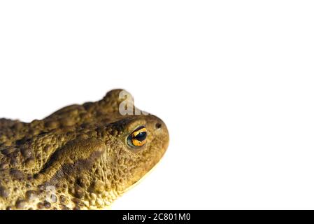 Kröte oder Kröte, Bufo bufo, isoliert auf weißem Hintergrund. Stockfoto