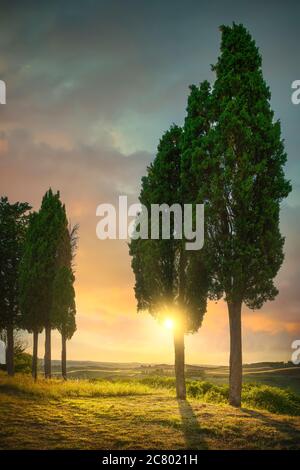 Zypressen im Certaldo canonica Park bei Sonnenuntergang. Florenz, Toskana, Italien Europa Stockfoto