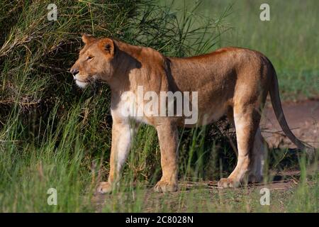Lone Lioness (Panthera leo) in freier Wildbahn fotografiert Stockfoto