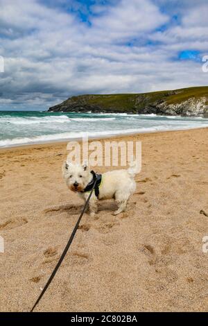 Ein süßes Westie, an der Holywell Bay, in der Nähe von Newquay, Cornwall im Sommer beim Genießen des Strandes Stockfoto