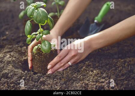 Hände unbekannter Weibchen Pflanzen junge grüne Basilikumspriesse oder Pflanzen in den Boden. Bio-Öko-Sämling. Sonnenlicht, Boden, kleine Gartenschaufel. Nahaufnahme Stockfoto