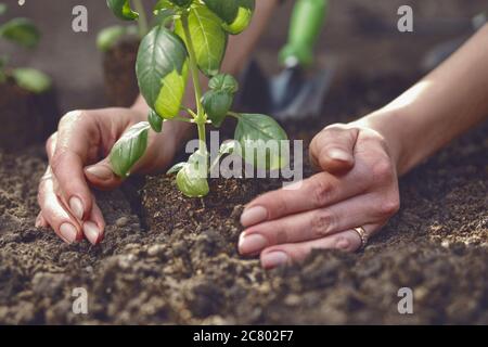 Hände unbekannter Dame Pflanzen junge grüne Basilikum Sprossen oder Pflanzen in befruchteten Boden. Sonnenlicht, Erde, kleine Gartenschaufel. Nahaufnahme Stockfoto