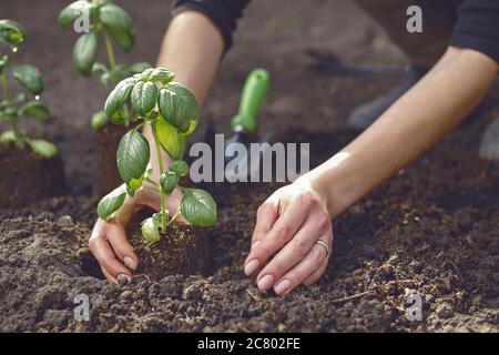 Hände von unerkennbaren Mädchen Pflanzen grünen Basilikum Sämling oder Pflanze in Boden. Bio-Gartenarbeit. Sonnenlicht, Erde, kleine Gartenschaufel. Nahaufnahme Stockfoto