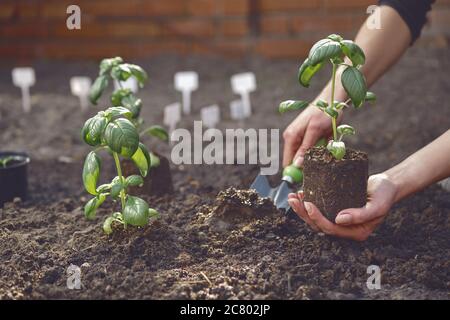 Hand von unbekannten Gärtner ist mit kleinen Gartenschaufel und hält junge grüne Basilikum Sämling oder Pflanze im Boden. Sonnenlicht, Erde. Nahaufnahme Stockfoto