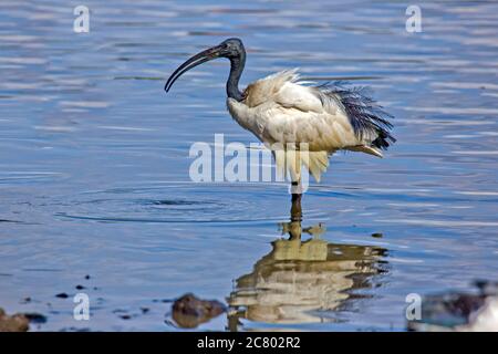 Heilige Ibis (Threskiornis aethiopicus) Nahrungssuche. Der heilige Ibis ist ein fleischfressender Vogel, der kleine Tiere in Feuchtgebieten, Grasland A, untersucht Stockfoto