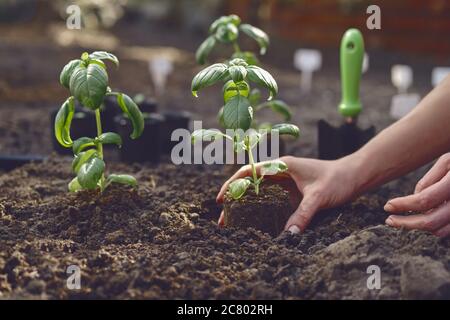 Hände unbekannter Frau Pflanzen jungen grünen Basilikum Sprossen oder Pflanzen in schwarzem Boden. Sonnenlicht, Erde, kleine Gartenschaufel. Nahaufnahme Stockfoto