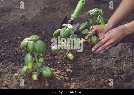 Hände der Gärtnerin Pflanzen junge grüne Basilikumsprossen oder Pflanzen in befruchteten schwarzen Boden. Sonnenlicht, Boden, kleine Gartenschaufel. Nahaufnahme Stockfoto