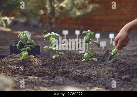 Hand des unbekannten Weibchens gräbt durch kleine Gartenschaufel, pflanzt grüne Basilikumsetzlinge oder Pflanzen in befruchteten schwarzen Boden. Sonniger Tag. Nahaufnahme Stockfoto