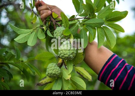 Junges Mädchen untersuchen oder beobachten auf dem Feld der Kustardäpfel oder Zuckeräpfel wachsen auf einem Baum. Stockfoto