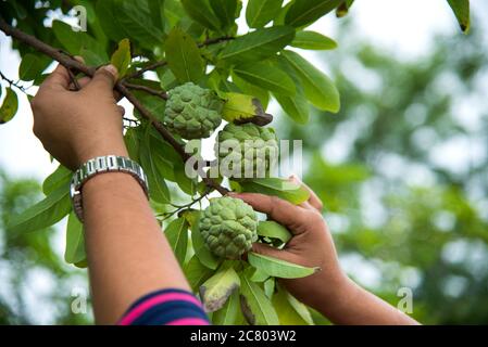 Junges Mädchen untersuchen oder beobachten auf dem Feld der Kustardäpfel oder Zuckeräpfel wachsen auf einem Baum. Stockfoto