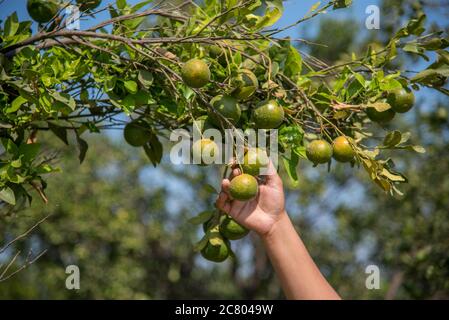 Junge Bäuerin Mädchen hält und untersucht süße Orangen von Bäumen in Händen. Stockfoto