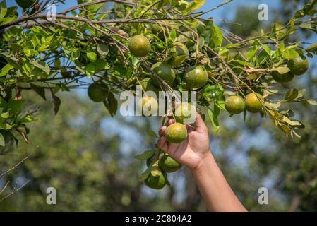 Junge Bäuerin Mädchen hält und untersucht süße Orangen von Bäumen in Händen. Stockfoto