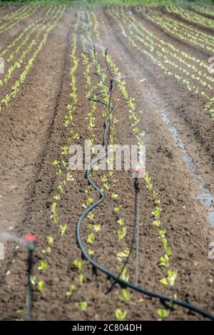 Sprinkler werden zur Bewässerung von Jungpflanzen in einem landwirtschaftlichen Feld verwendet. Fotografiert in Israel im Frühjahr, April Stockfoto