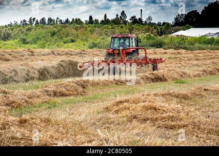 Landwirt auf einem Traktor dreht Heu für eine bessere Trocknung vor dem Bailing Stockfoto