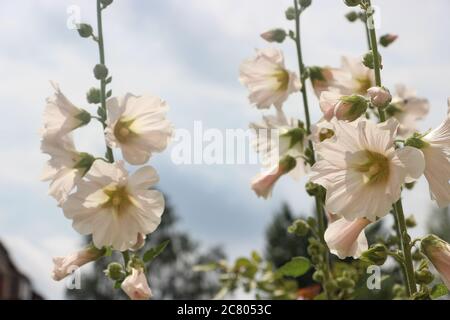 Moschus Malve Blume, blühende zart weißen Sommer Malva moschata Blumenzweig Stockfoto