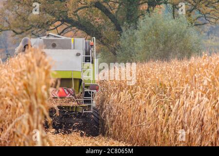 Getreideernte im Herbst mit einem mechanischen Erntemaschinen Stockfoto