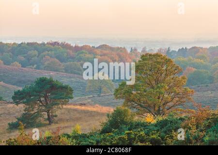 Lebendige Herbstansicht des Nationalparks Veluwe in Gelderland, Niederlande Stockfoto