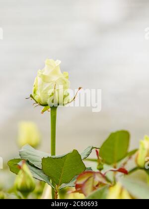 Blühende gelbe Rose im Gewächshaus Stockfoto