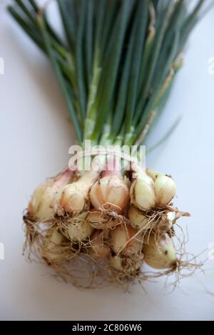 Ein Bündel grüner Schalotten auf weißem Grund. Stockfoto