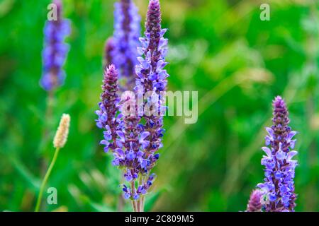 Salbei Blumen Kraut. Feld mit wilden Blumen von Heilsalbei. Stockfoto