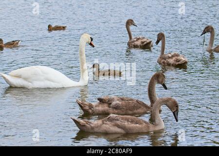 Ein stummschwan (Cygnus olor) schwänze auf Wasser, begleitet von einem jungen jungen Cygnets. Stockfoto