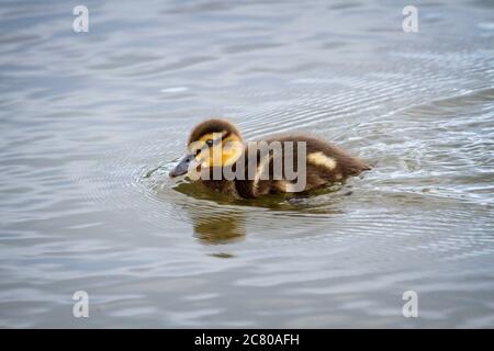 Ein niedliches liebenswertes junges Mallard Entenküken (Anas platyrhynchos) Schwimmen auf dem Wasser. Stockfoto