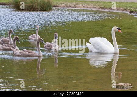 Ein stummschwan (Cygnus olor) schwänze auf Wasser, begleitet von einem jungen jungen Cygnets. Stockfoto