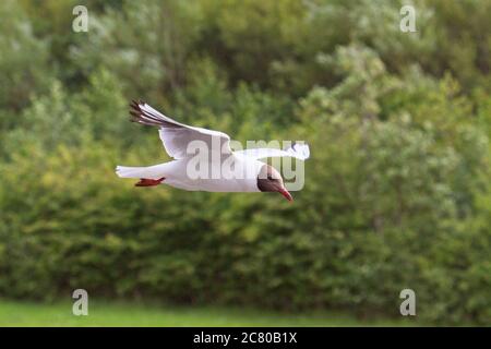 Eine fliegende Schwarzkopfmöwe (Chroicocephalus ridibundus) mit grünen Blättern im Hintergrund. Stockfoto