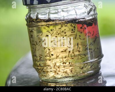 20. Juli 2020, Brandenburg, Frankfurt (Oder): Ein Glas ist gefüllt mit Larven der Mückenart Aedes vexans, die zuvor von Doreen Werner, Biologin am Leibniz-Zentrum für Landschaftspflege (ZALF) am Institut für Landnutzungssysteme AG Medizinische Entomologie, in einem Teich im Schwemmwald der Stadt gefangen wurden. Aufgrund der leichten Überflutung der deutsch-polnischen Grenzflut oder wurden in den vergangenen Wochen große Teile des Schwemmwaldes und der angrenzenden Wiesen überflutet. Die Folge ist ein hoher Anstieg der Moskitopopulation in diesen Gebieten. In einem Test durchgeführt von Stockfoto