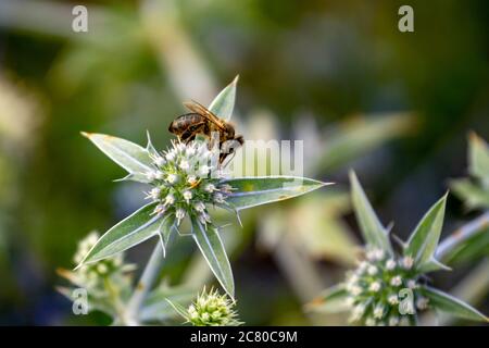 Blume einer Pflanze mit Stacheln, Biene auf der Blume Stockfoto