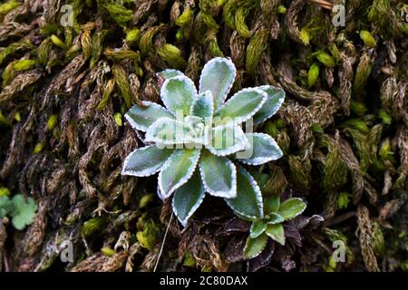 Saftige Pflanze Makro auf dem Felsen in Georgien. Stockfoto