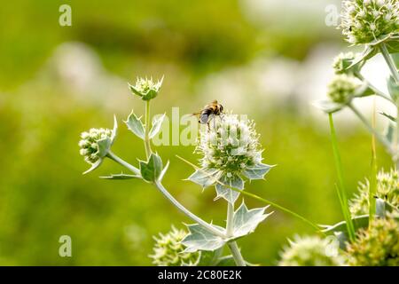 Blume einer Pflanze mit Stacheln, Biene auf der Blume Stockfoto