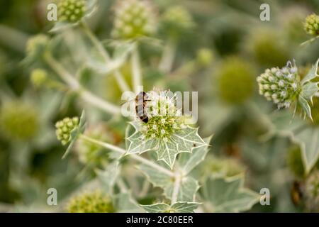 Blume einer Pflanze mit Stacheln, Biene auf der Blume Stockfoto