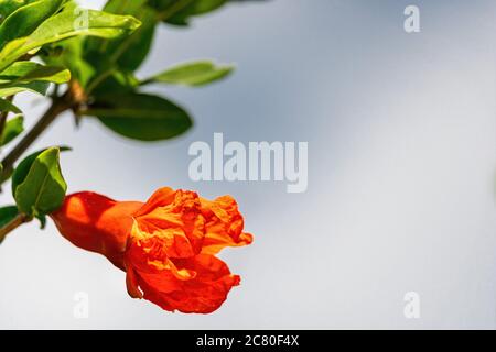 Nahaufnahme von leuchtend roten Granatapfel-Blüten Punica granatum mit Knospen mit grünen Blättern. Sein süßlicher würziger Blütengeruch mit einer Nuance dunkler Früchte Stockfoto