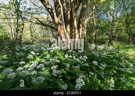 Ramsons Allium ursinum oder Wild Garlic wächst in einem walisischen Holz in Nord-Wales Stockfoto