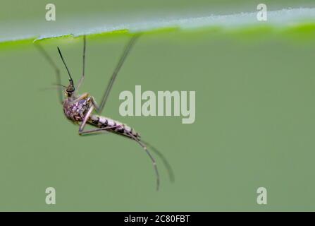 20. Juli 2020, Brandenburg, Frankfurt (oder): Unter einem Blatt einer Pflanze hängt eine Mücke der Art Aedes vexans. Foto: Patrick Pleul/dpa-Zentralbild/ZB Stockfoto