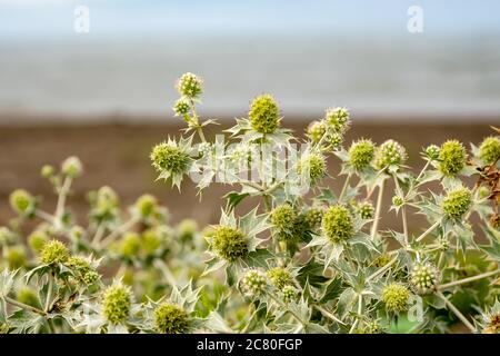 Blume einer Pflanze mit Stacheln, Biene auf der Blume Stockfoto