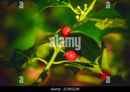 Englischer Stechpalme mit roten Beeren und scharfen grünen Blättern im Wald Stockfoto