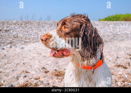 Hund mit nassem Fell und einem orangen Kragen, der an einem Strand bei strahlendem Sonnenschein sitzt Stockfoto