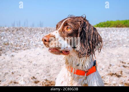 Springer Spaniel Hund mit nassem Fell am Strand im Sommer trägt ein orangenes Halsband Stockfoto