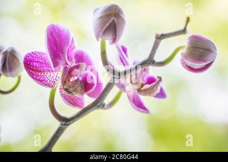 Lila Orchideenblüten auf einem frischen grünen Hintergrund in einem Wellness-Spa Stockfoto