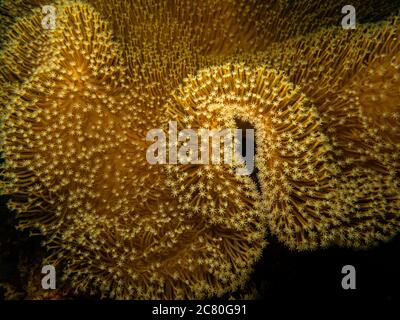 Goniopora Arten, Gänseblümchen oder Flowerpot Korallen, die frühen Entdecker dachten, es war Pflanzen statt Tiere und wir müssen zugeben, es sicher aussehen wie Blumen. Bild aus Puerto Galera, Philippinen. Stockfoto