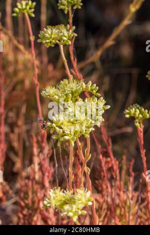 Petrosedum sediforme, Pale Stonecrop Plant in Flower Stockfoto