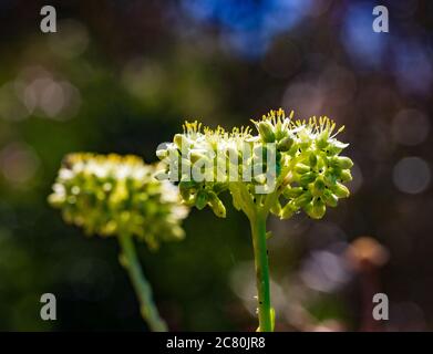 Petrosedum sediforme, Pale Stonecrop Plant in Flower Stockfoto