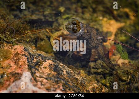 Gelbbauchkröte - Bombina variegata, schöner gefärbter Frosch aus europäischen Süßgewässern, Stramberk, Tschechische Republik. Stockfoto