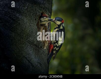 Buntspecht, Dendrocopos major, Fütterung von Jungfischen im Nestloch, Lancashire, Großbritannien Stockfoto