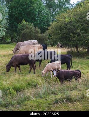 Eine kleine Herde Kühe frisst vom frischen Gras auf einer Waldweide Stockfoto